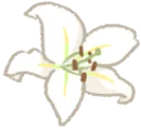 WhiteLily