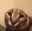 earlessfloppa