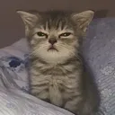 grumpycat