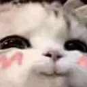dis_cutie