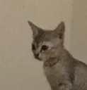 scaredcat