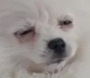 puga