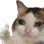 cat_cry_thumbs_up