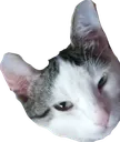 Smug_fung
