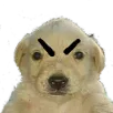 RT_JotchuaMolesto
