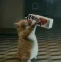 cat_drink