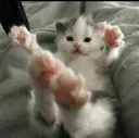 cat_Heya cat_Heya