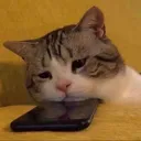 cat_phone