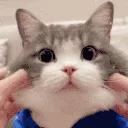 potatosqueeze