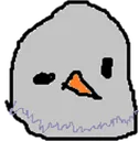 pigeon