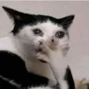 WHaAAAa WHaAAAa