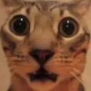 cato_4