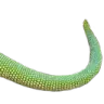 MO_lizard4