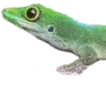 MO_lizard1