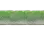 MO_lizard2