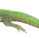 MO_lizard3