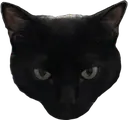 stare