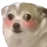 dog_shy