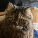 integral_of_cat_equals_0