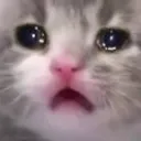 KoalaSad