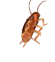roachdance