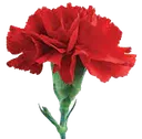floweroflove