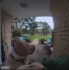 DogCam