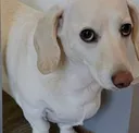 cutedog cutedog