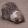 kittyfaceplant