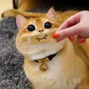 piscosmile