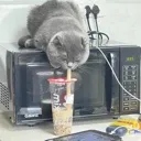 catslurp