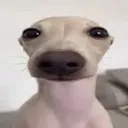 sniff sniff