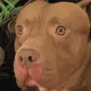 ddogawkward