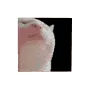 CatJam CatJam