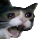 Catt