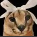 fwoppa fwoppa
