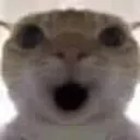 gasping_cat
