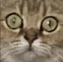 CatWhat