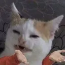 catshrug