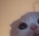 d_MikiesMichiVigilando