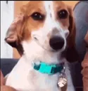 smiledog
