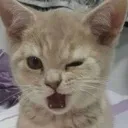 catwink catwink
