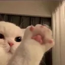 paw