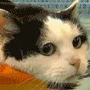 CatSwim