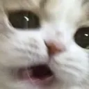 CatBlurr
