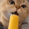 CatLick