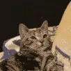 squishkitty