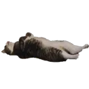 die_d
