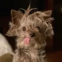 zoe