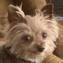 zoesmile